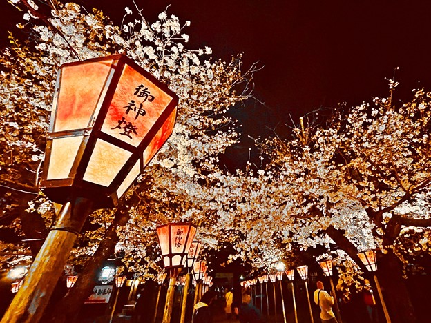 夜桜絢爛