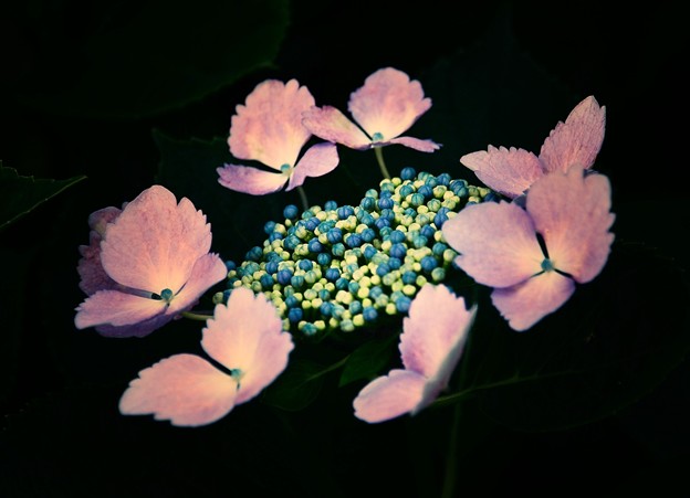 儚い・・・紫陽花