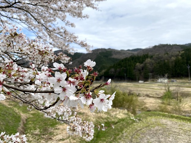 写真: 小代の桜