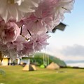 写真: 八重桜が咲くキャンプ場