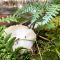 写真: シュレーゲルアオガエルの卵塊