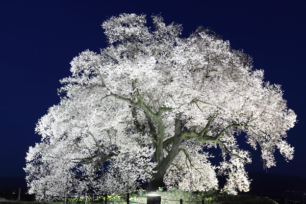 写真: 夜桜2