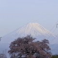 わに塚の桜と富士