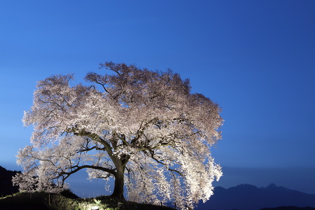 写真: R3わに塚の桜