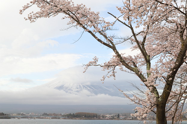 写真: 桜は見頃、富士は？1