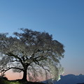 写真: わに塚の桜1