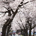 写真: 眞原の桜2