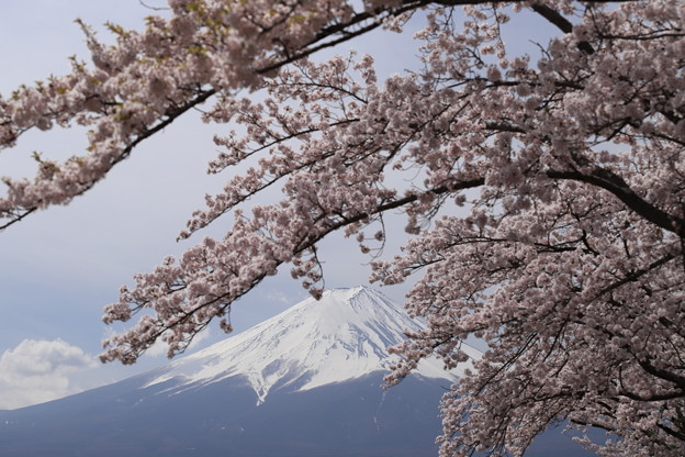 写真: 河口湖の桜と富士1
