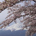 河口湖の桜と富士1