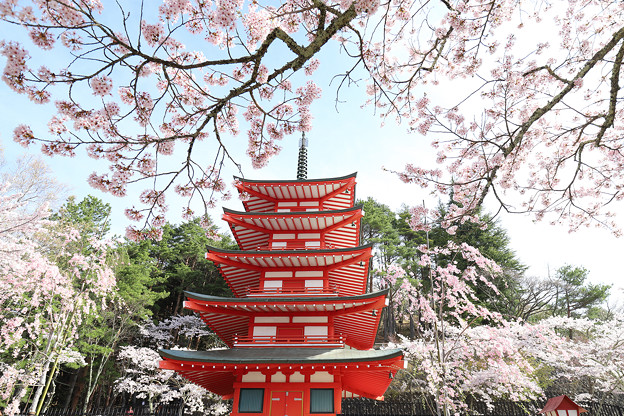 忠霊塔と桜