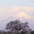 写真: わに塚の桜、富士view