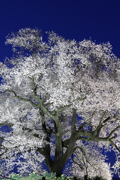 写真: わに塚の桜、ライトアップ2