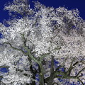 わに塚の桜、ライトアップ2