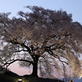 写真: わに塚の桜、ライトアップ4