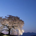 写真: わに塚の桜、ライトアップ3