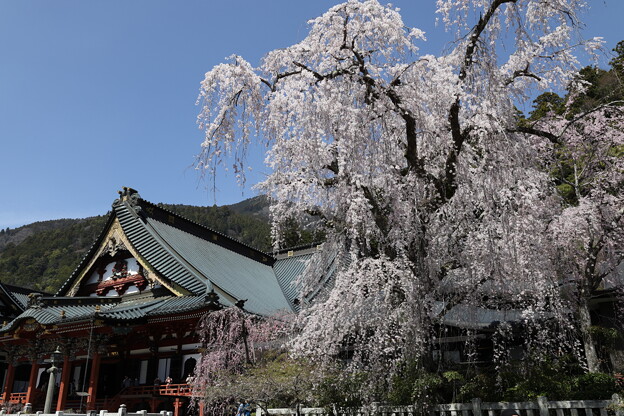 写真: 久遠寺の枝垂れ桜