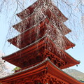 写真: 桜と五重塔