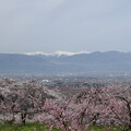 写真: 桜と桃