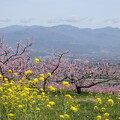写真: 桃色の盆地
