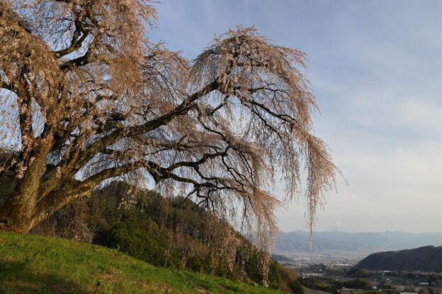写真: 乙ヶ妻の枝垂れ桜2