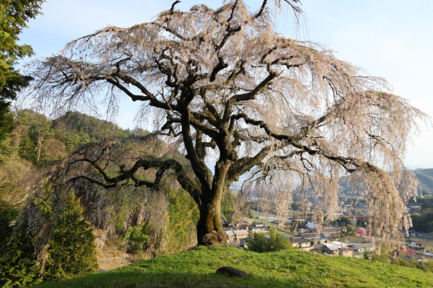 写真: 乙ヶ妻の枝垂れ桜1