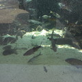 写真: 水槽の中の魚