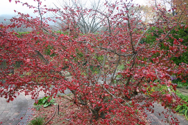 写真: 秋は紅葉