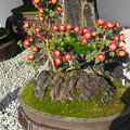 写真: 菊の盆栽