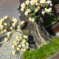 写真: 菊の盆栽-