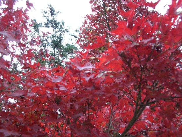 秋といえば紅葉
