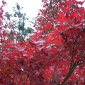 写真: 秋といえば紅葉
