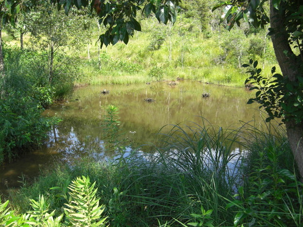 写真: ヒイゴ池湿原--