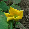 写真: 黄色の花-