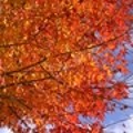 写真: 秋を見つけに