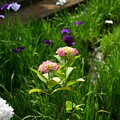 Photos: 紫陽花と花しょうぶ