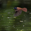 写真: 東北で三光鳥♀さん、水浴びの飛翔　　午後14:49