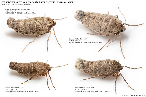 写真: 日本の代表的なInurois属4種の♀