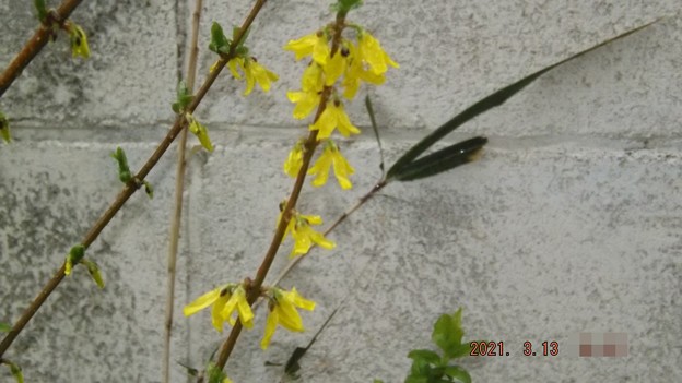 写真: 2021/03/13（土）・黄色いお花