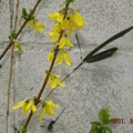2021/03/13（土）・黄色いお花