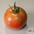 写真: 2021/06/29（火）・畑のトマト１個収穫