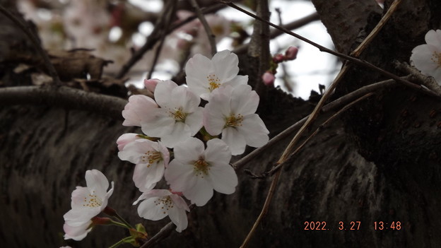 2022/03/27（日）・ソメイヨシノの開花