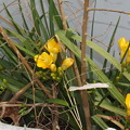 写真: 2022/04/03（日）・雨の日に黄色い花、咲いたよ。(#^^#)