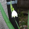 2022/04/03（日）・１輪でも花は花(#^^#)