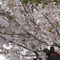 写真: 2022/04/07（木）・元気に咲いてるよ。(#^^#)