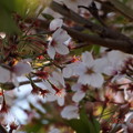 写真: 2022/04/10（日）・葉桜が段々と目立ってきて桜が上手く撮りずらい