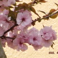 写真: 2022/04/11（月）・八重桜