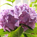 2022/06/07（火）・結婚記念日に咲いてくれた紫陽花(#^^#)