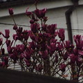 Photos: 2023/03/24（金）・=彼岸明け=・ご近所のお花・２
