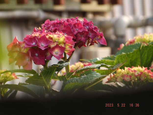 2023/05/22（月）・台所から見える紫陽花