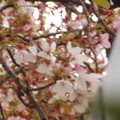 写真: 2024/04/16（火）・朝の桜🌸